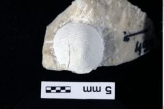 Foto (Detailansicht) von Paragalathea arcella (Robins, Feldmann, Schweitzer & Bonde, 2016) (NHMW-GEO-1990-0041-0499)